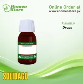 Solidago